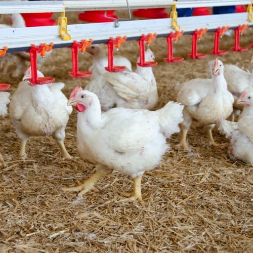 Face à un contexte toujours plus compétitif, les professionnels de l’élevage des poulets de chair parient sur une pratique contrôlée, orientée vers des standards de qualité